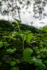 young plants in the garden