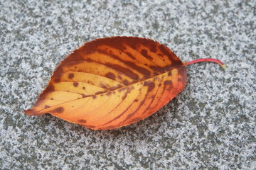 Dried leaf on grey concrete floor with copy space for text.