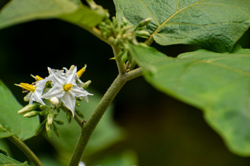 Tiny white flower