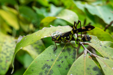 Rare cricket on a leaf