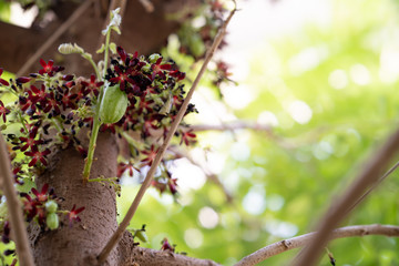 Blossom Averrhoa bilimbi flower at tree.
