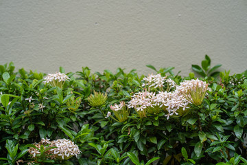 Growing Ixora flower against the plaster wall.