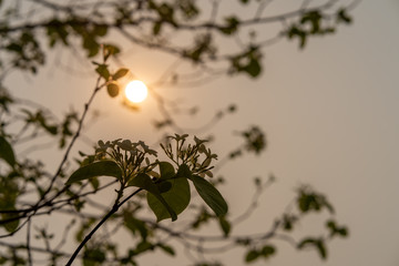 Silhouette Holarrhena pubescens tree against sunset.
