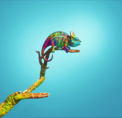 Chameleon on branch © Orlando Florin Rosu