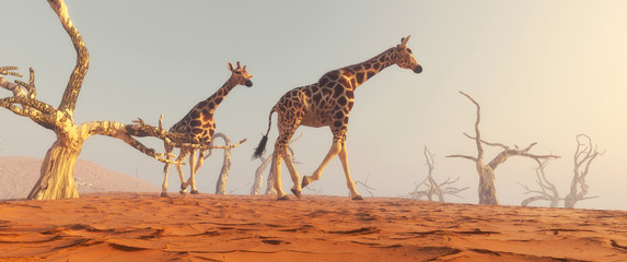 Fototapety  Giraffe dry land