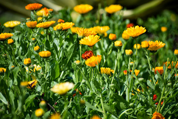 selective focused view of flowers in a garden