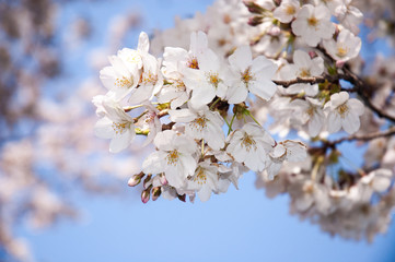 桜