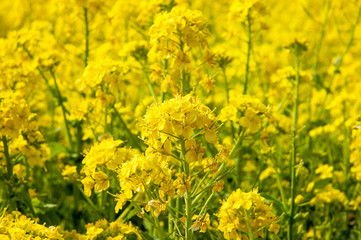 菜の花