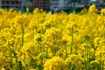 菜の花