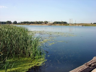 A wide river on a late summer morning. The surface of the river along the banks is overgrown with dense aquatic vegetation. A village can be seen in the distance.