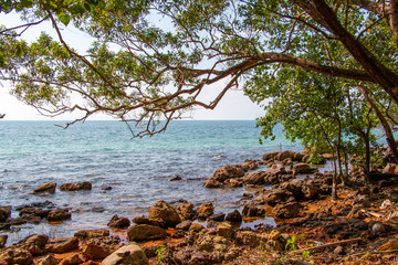 Rocky beach with tree shade under blue sky