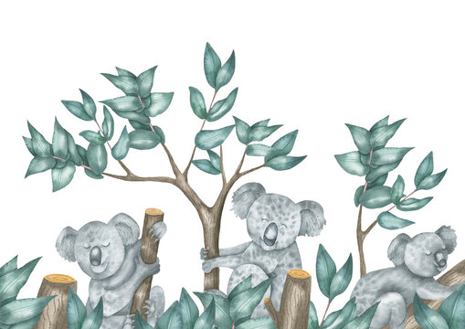 Illustration of koala and eucalyptus