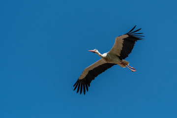 White Stork