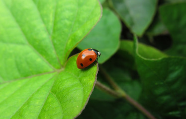 ladybug on green leaf