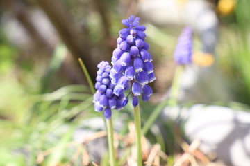 ムスカリの紫の花