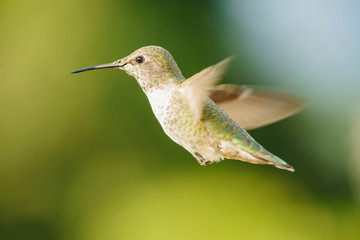 Fototapeta premium Female Anna's Hummingbird hover in air