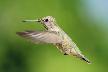 Female Anna's Hummingbird hover in air