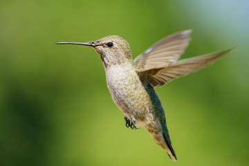 Fototapeta na wymiar Female Anna's Hummingbird hover in air
