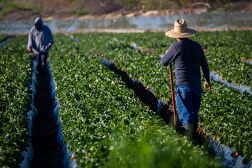 Farm worker in straw hat with shovel looking at another farm worker in a strawberry field