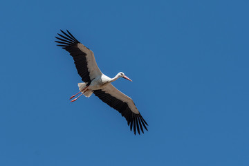 Obraz premium White Stork