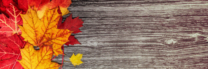 Autumn leaves on wood background banner panorama. Red maple leave texture top view of brown wooden copy space panoramic header.