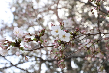 ソメイヨシノ（サクラ）の花