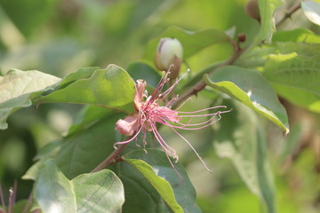 The green leaves and Pink flower