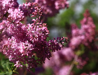 Art photo of lilac bush. Spring flowers - blooming lilac spring flowers. Spring natural blurred background. Soft focus.