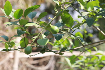 Green raw lemon on the tree