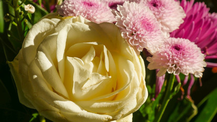 Beautiful yellow and white roses close up 