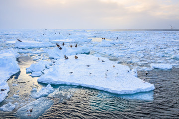 Stella's sea ealges and seagulls standing on a giant floating ice in North Japan
