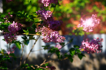 Art photo of lilac bush. Spring flowers - blooming lilac spring flowers. Spring natural blurred background. Soft focus.