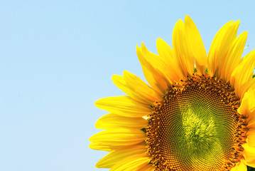 Sunflower in the nature for background ,Beautiful flower, sunflower blossom blooming in nature