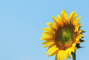 Naklejka premium Sunflower in the nature for background ,Beautiful flower, sunflower blossom blooming in nature