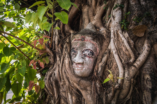 The head of a Buddha image that was wrapped around a tree root At Savannakhet, Laos