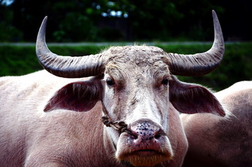 White Buffalo (Taro Buffalo) Was raised in a stable. Pink buffalo