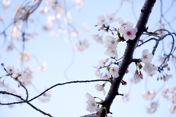 桜