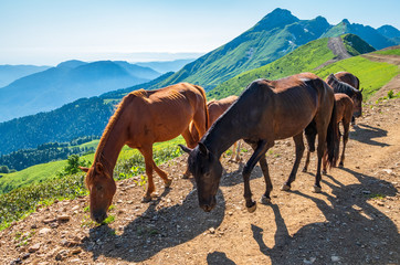Fototapeta na wymiar Several horses are moving along a mountain road.