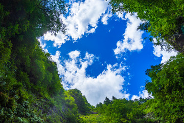 旅で見つけた自然美 (日本 - 青森 - 白神山地)