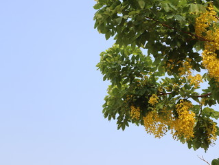 Beautiful yellow flower Golden shower with sky background.