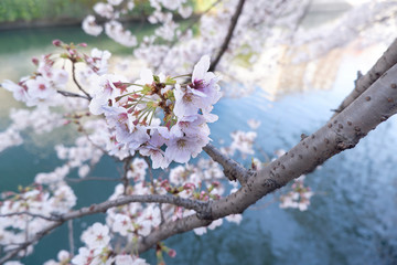 桜