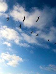 Pelicans flying in the sky of California