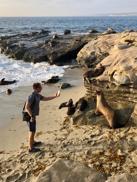 A tourist photographs California sea lions in La Jolla Bay
