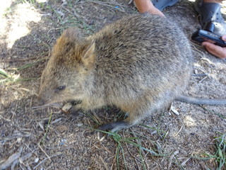 Rottnest island in Perth, Australia