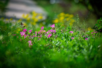 selective focused view of flowers in a garden