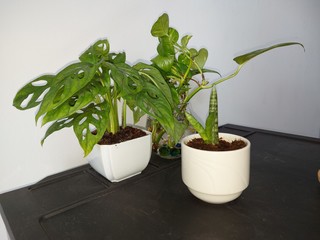 Plant goiden pothos  monstela tree green