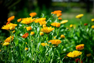 selective focused view of flowers in a garden