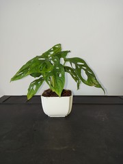 plant Monstera obliqua tree green