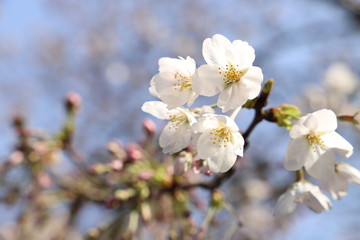 ソメイヨシノ（サクラ）の花