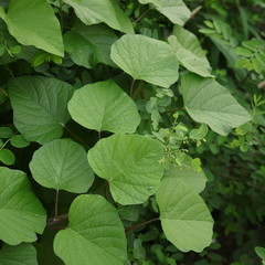 green leaves background